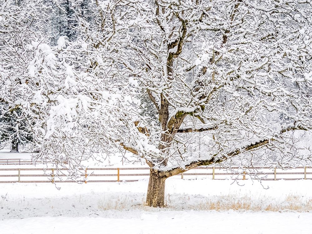 Washington State-Fall City-fresh snow on trees and fence